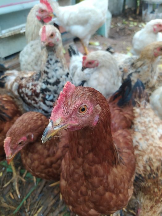 Frangos do campo,  Galos, Galinhas