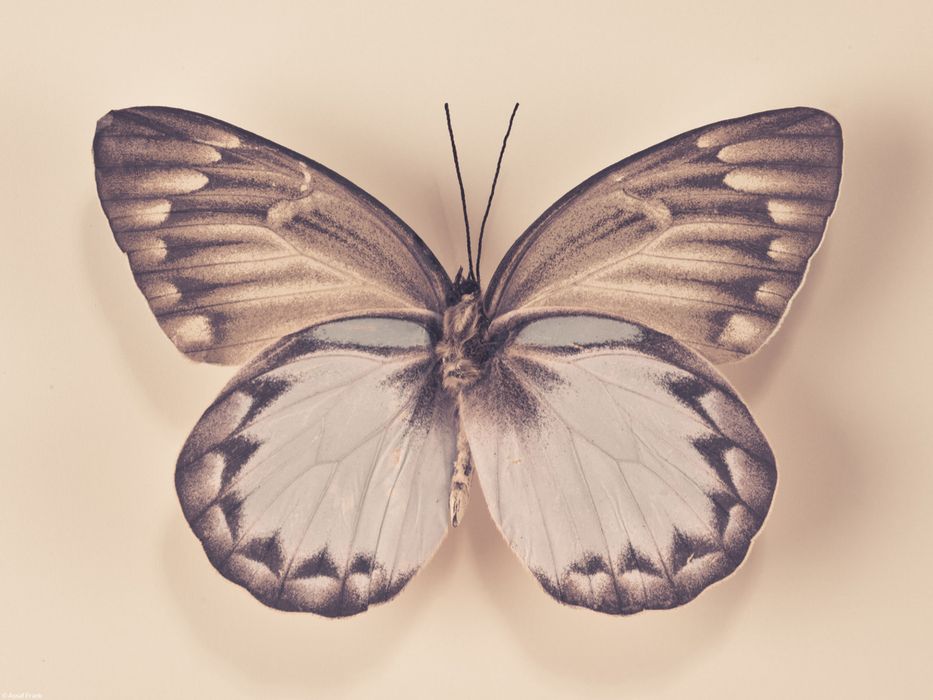 Plakat 40x30cm Motyl, Assaf Frank