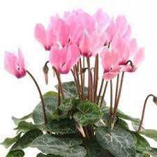 Цикломени насіння