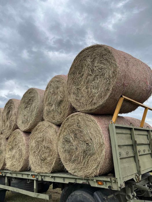 Sprzedam siano duze ladne bele 2025
