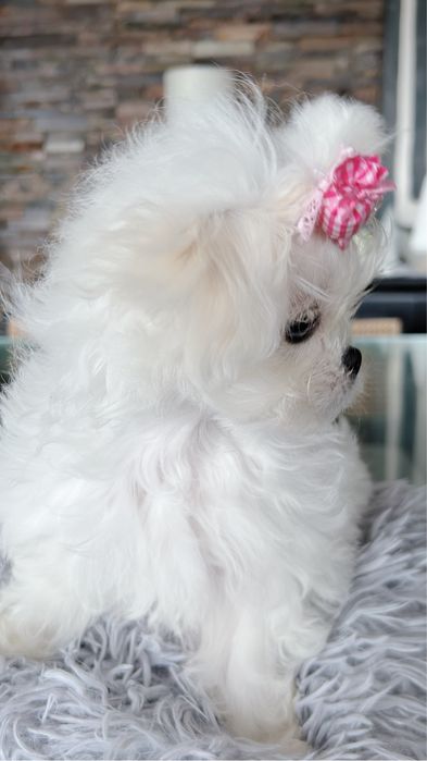 Toy Maltese Coreano