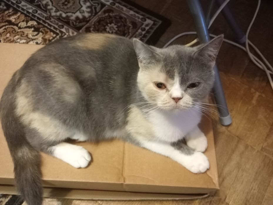 Британская кошечка