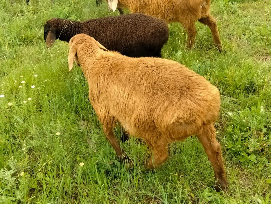 Гісар, продам ягнят, баранчики