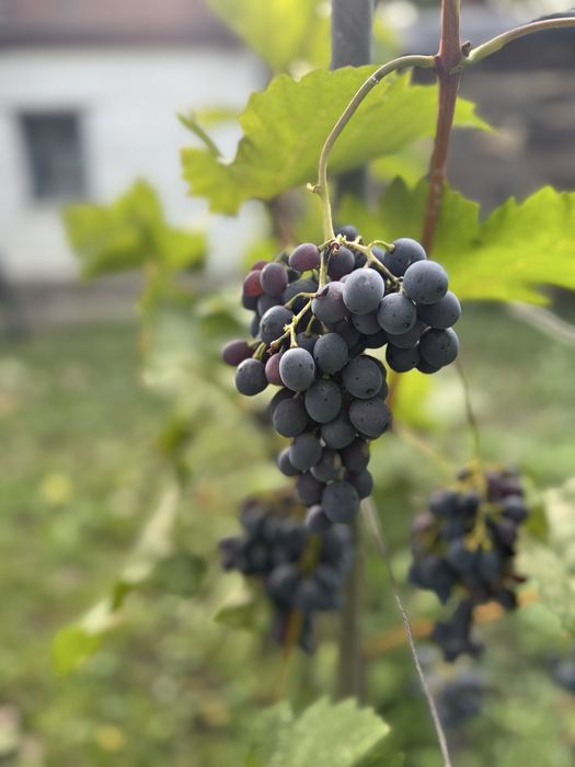Продам будинок у смт Пантаївка, 19 соток