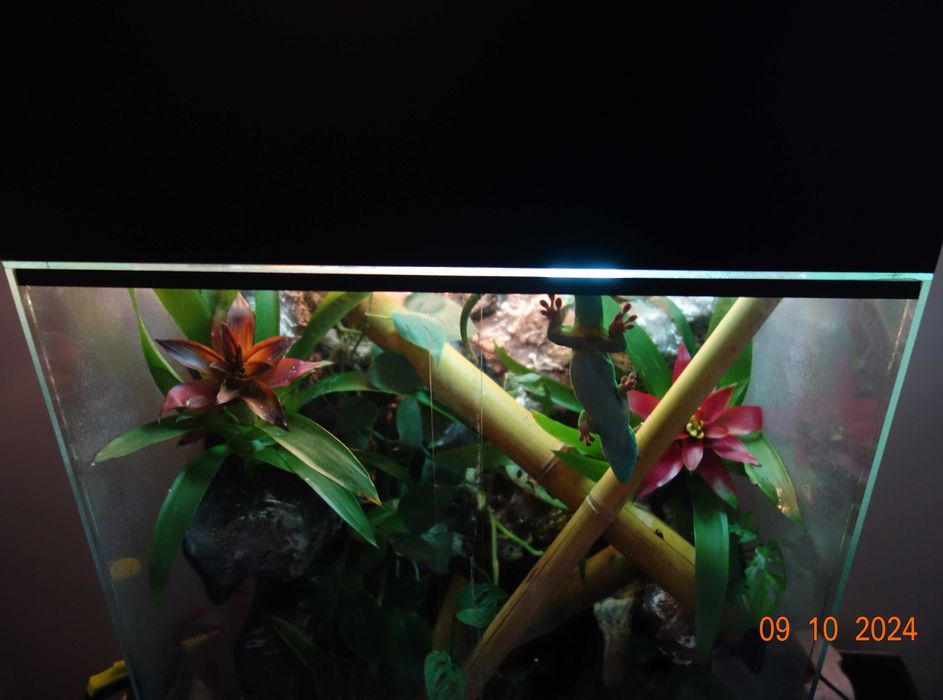 terrarium z wyposażeniem