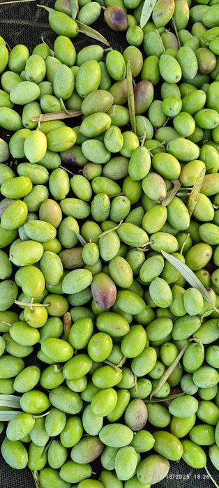 Oliveiras para transplantar/jardim 

50 €