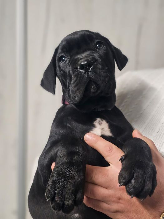 Cane Corso Italiano Zkwp FCI