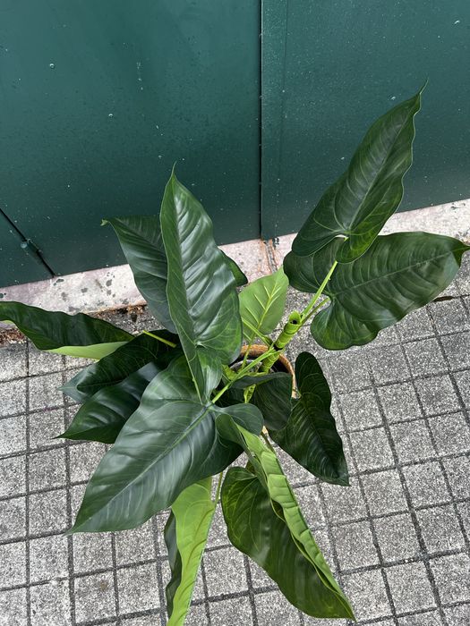 Planta artificial com cesta