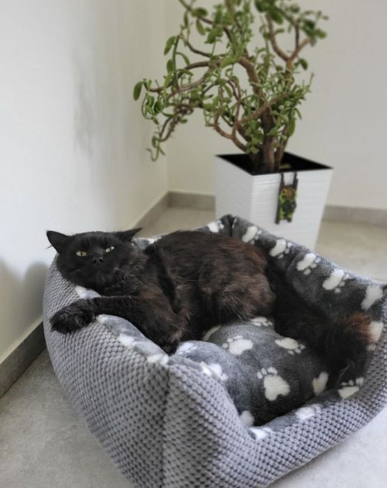 Лежанка для улюбленців “Квадрат “