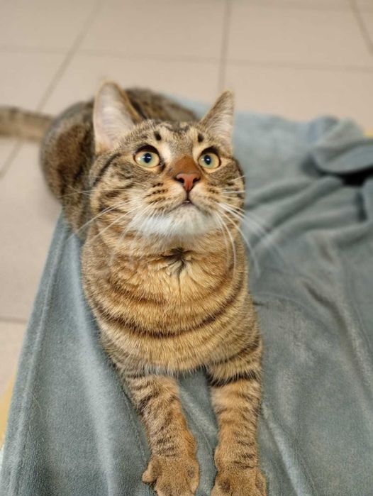 Myrciu- młody kocurek do adopcji