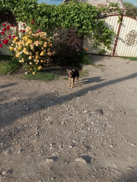 В добрі руки молодой пес