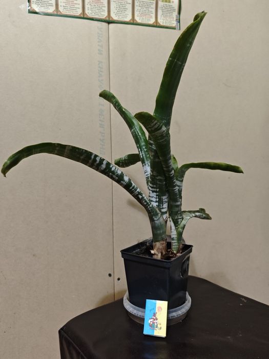 Ехмея смугаста рожева