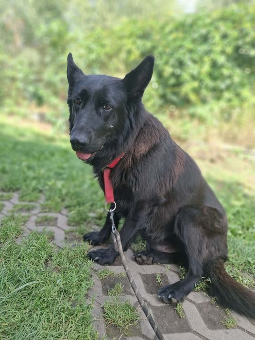 Owczarek niemiecki do adopcji 2 suczki