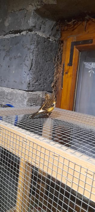 sprzedam młode kanarki