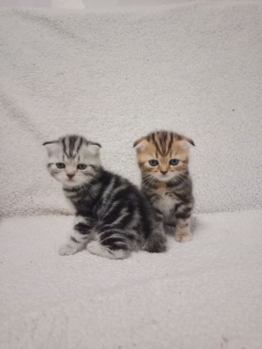 Продам мраморных котят.