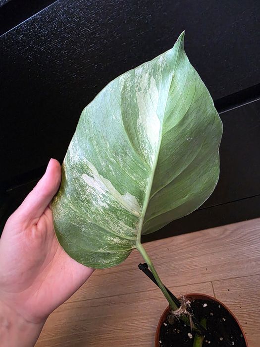Monstera marmorata aurea