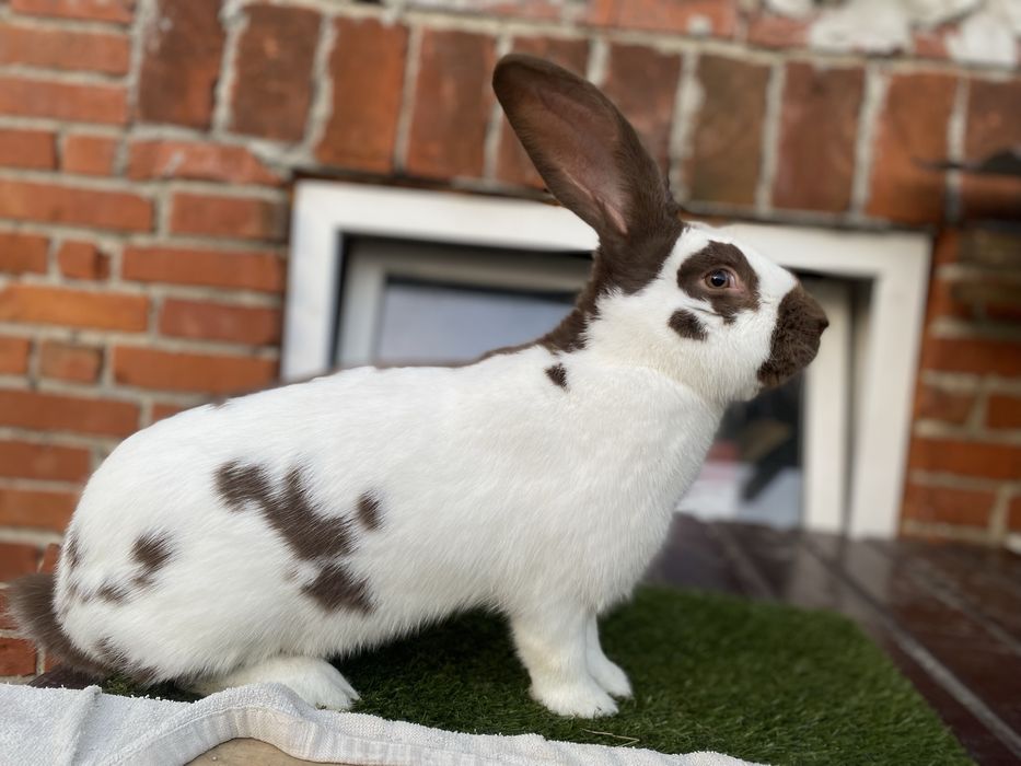 Samiec olbrzym srokacz hawana