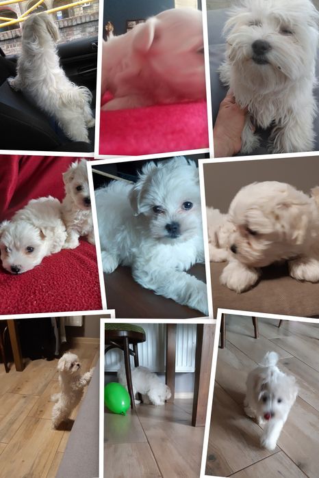 Maltańczyk Maltańczyk