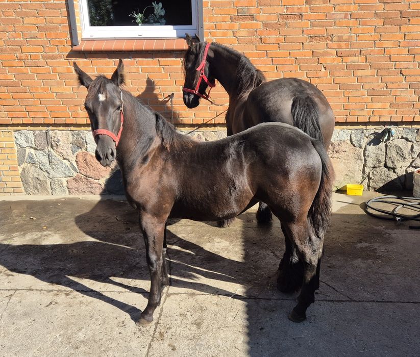 Koń Klacz Fryzyjska