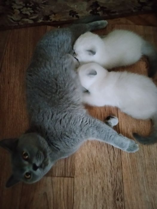 Шотландские котята