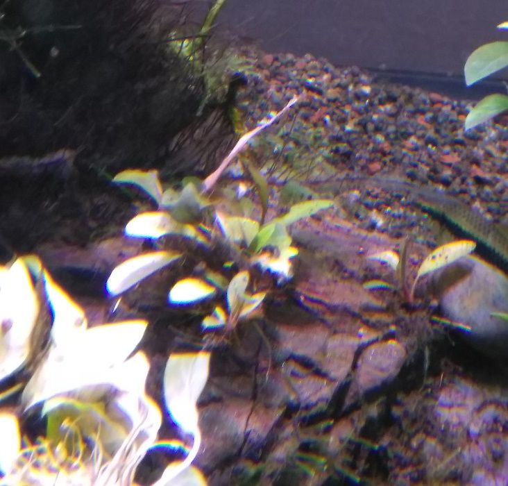 Bucephalandra