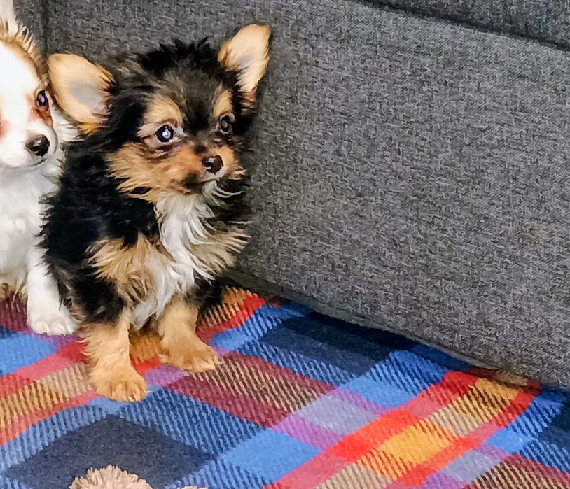 Chihuahua super przystojniak