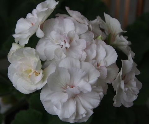 Pelargonie kolekcjonerskie