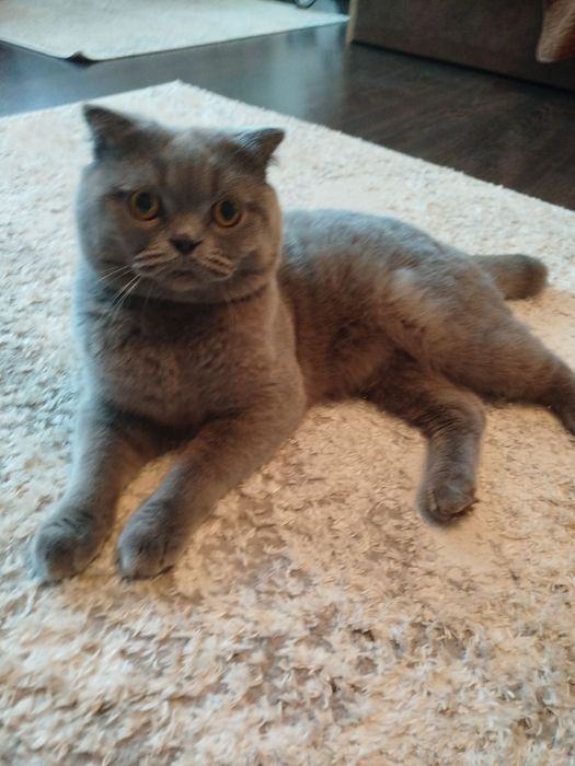 Вязка шотландського кота.