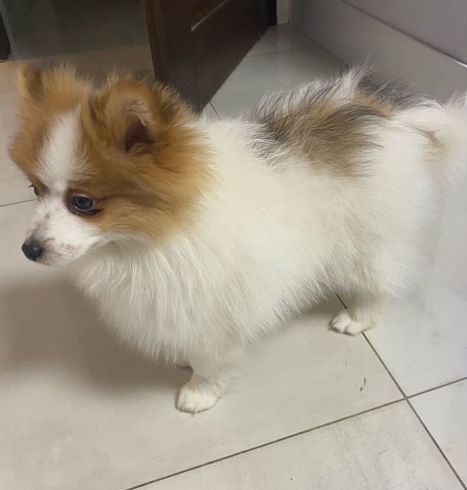 Szpic miniaturowy szczenię