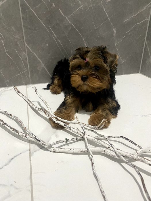 Йорки гарнесенькі