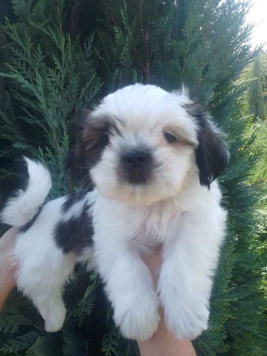 Хлопчик Ши-тцу. Гарний хлопчик без вад.