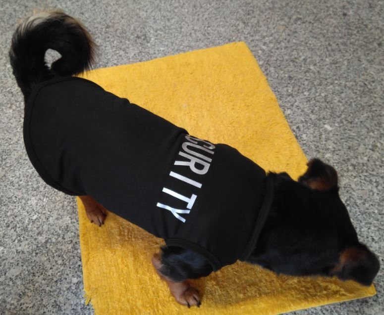 Roupa para gato / cão de porte pequeno - T-shirt - Portes Grátis