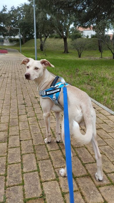 Cuidadora de cães / Pet Sitting