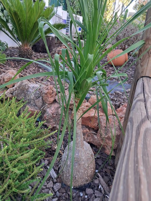 Beaucarneas recurvatas, patas de elefante