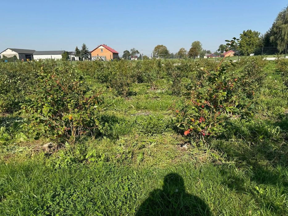 Sprzedaż krzewów borowki