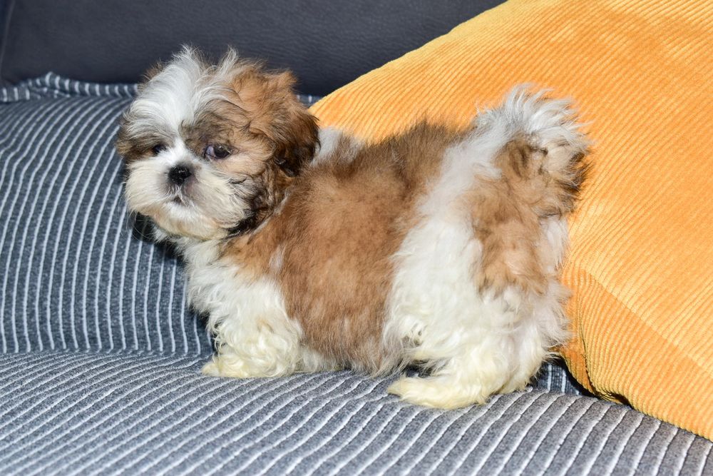 Shih-tzu Bicolor Macho
