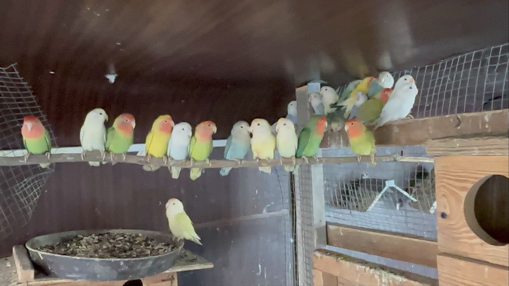 Papugi nierozłączki