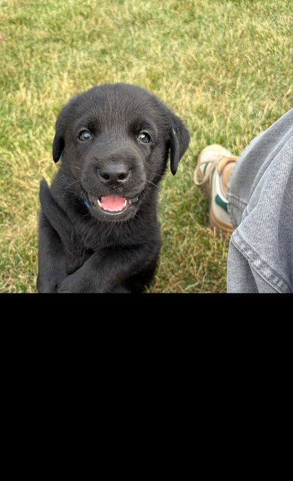 Szczeniak Labrador Retriever suczka gotowa do odbioru