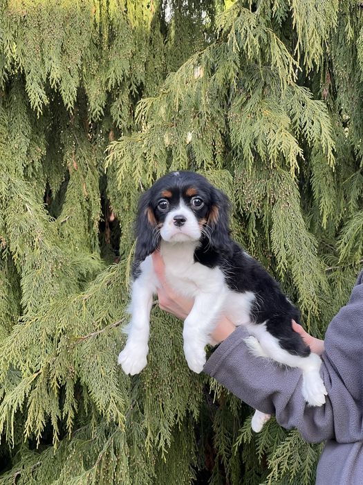Cavalier king charles spaniel