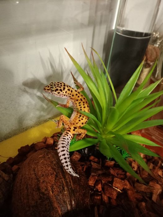 Gekon Lamparci Eublefar