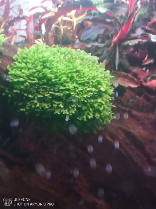 Boas Plantas para aquário .