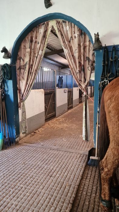 Aluguer de Boxes para cavalos a penso