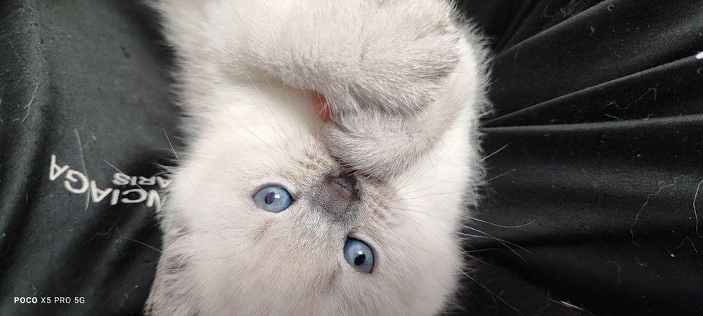 Кошенята британська" бою поінт"