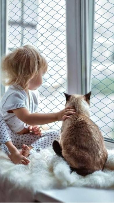 Rede de Proteção para Gatos