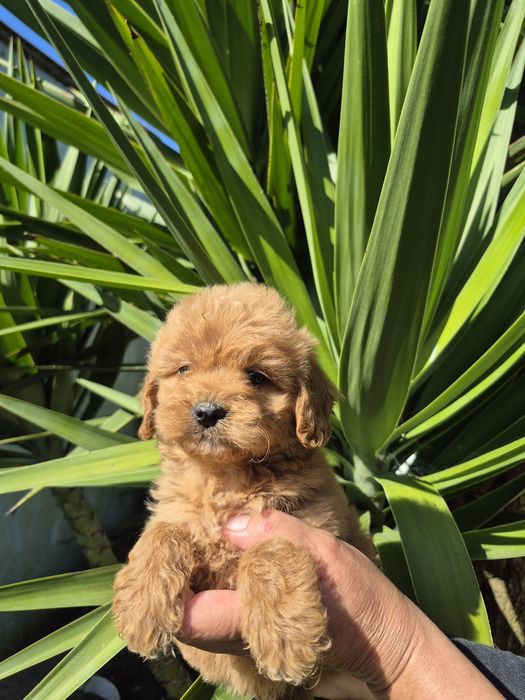 Maltipoo fofinho