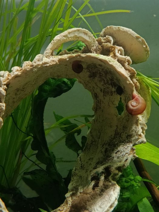 Caracóis de aquário