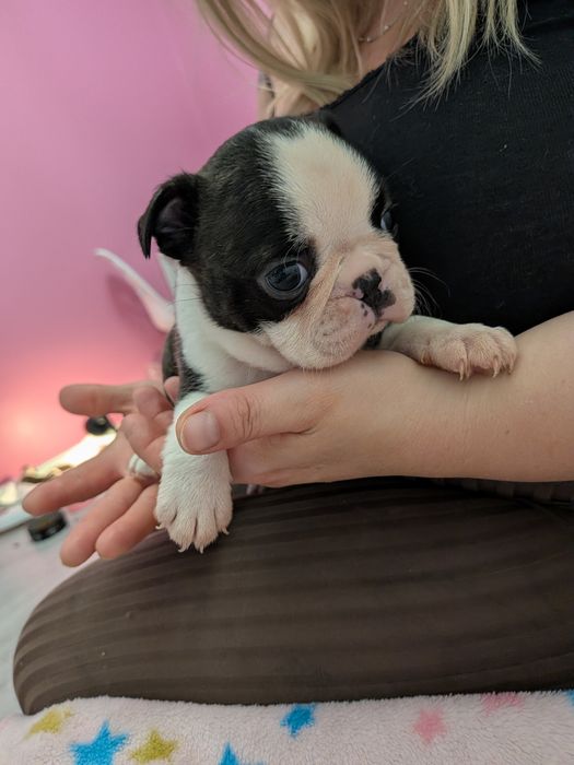 Szczeniak Boston terrier chłopiec :)