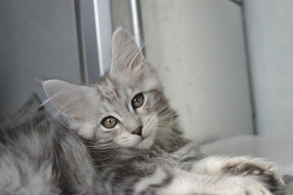 Известный питомник Bartalameo предлагает мальчика  д.р.22.02.2024