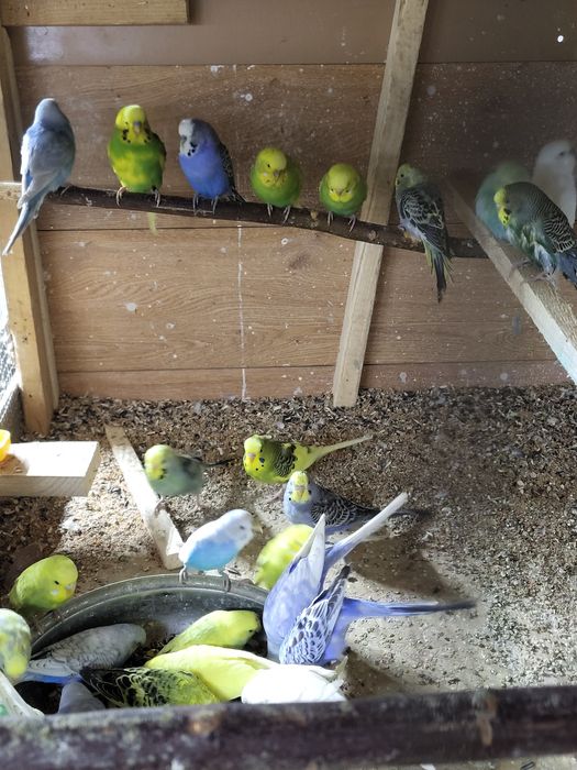 Papugi faliste I nimfy