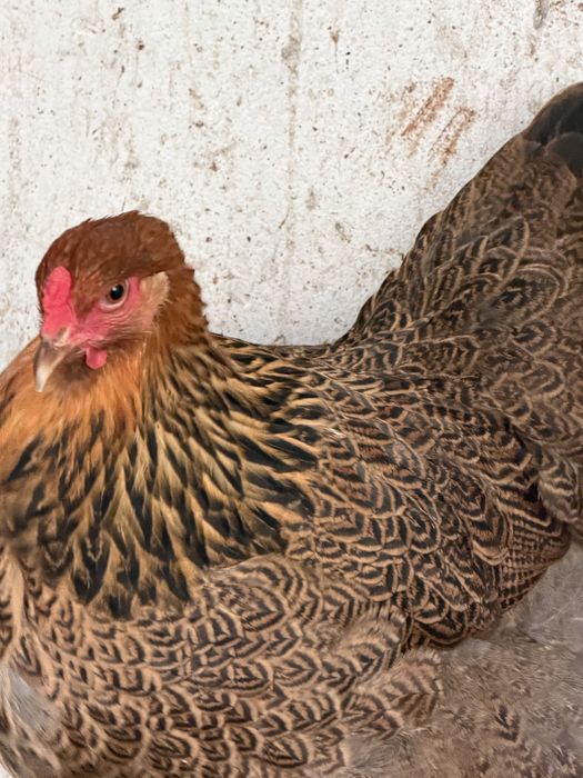 Ovos Brahma Perdiz